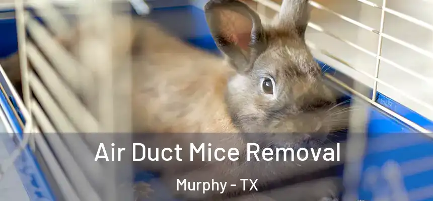 Air Duct Mice Removal Murphy - TX